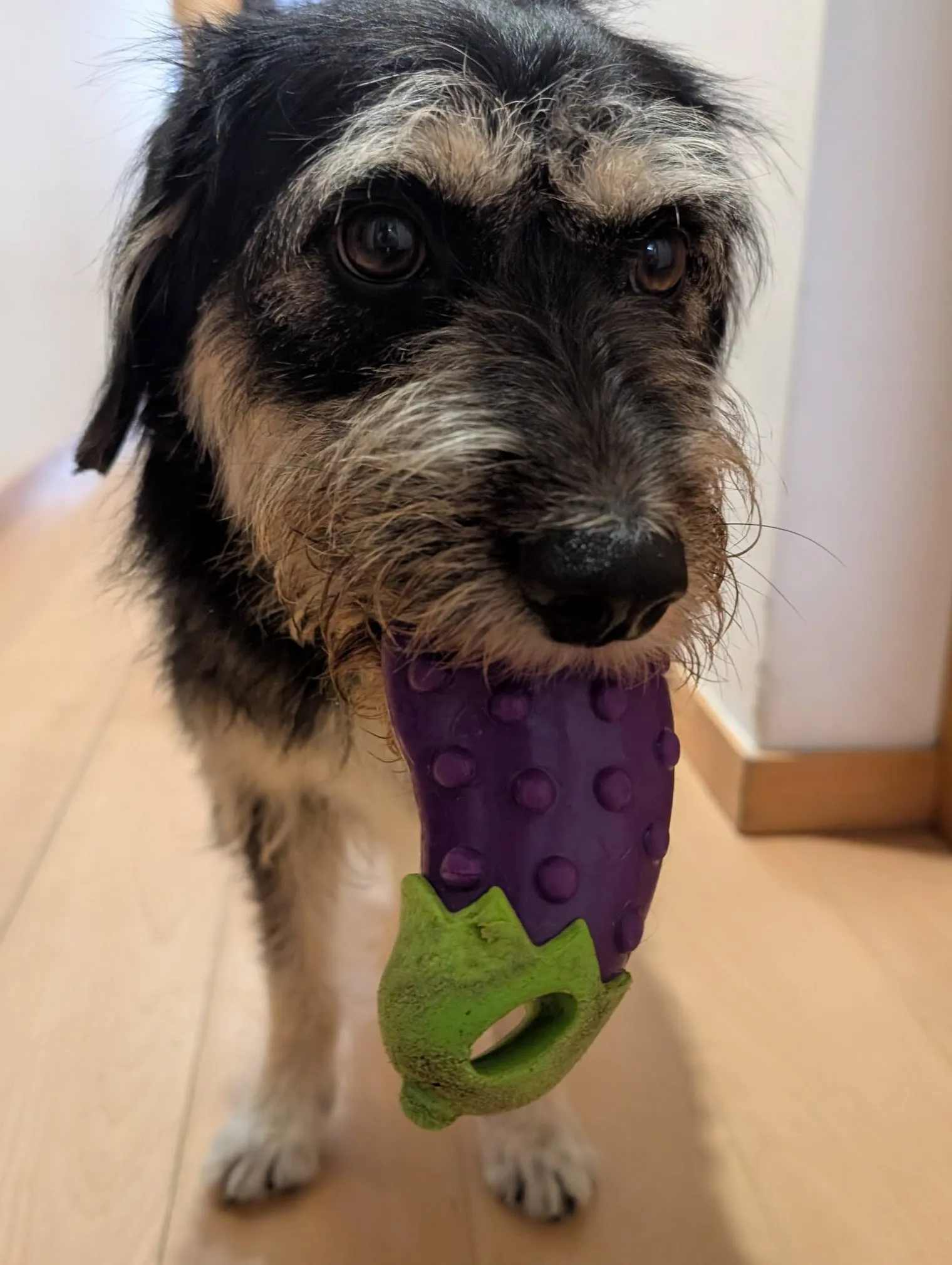 Prim playing with an eggplant